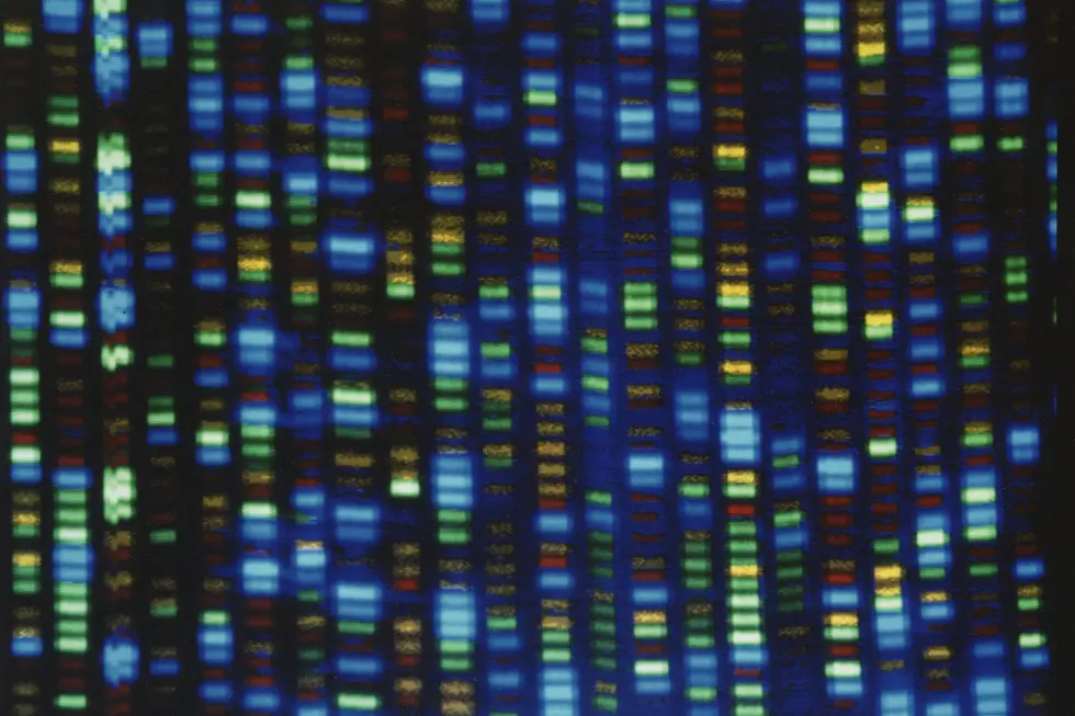 图片 - 这张未注明日期的图像由国家人类基因组研究所提供，显示了 DNA 测序仪的输出。备受赞誉的人类基因组计划是科学的一个巨大里程碑，但大部分基因蓝图来自纽约州布法罗的一名男子。星期三，科学家宣布他们已经对来自世界各地的 47 个人的基因组进行了测序，使科学家能够观察人身上什么是正常的，什么是不正常的，并更多地了解基因的作用以及遗传问题可能导致什么疾病。 （NHGRI，美国头条网，文件）